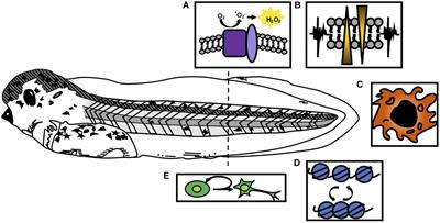 More Than Just a Bandage: Closing the Gap Between Injury and Appendage Regeneration